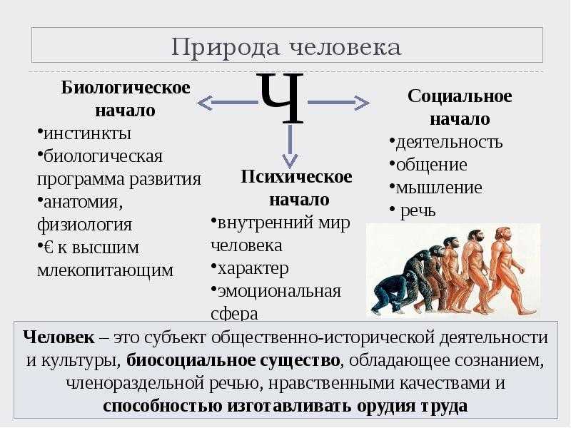 В чем проявляется биологическая а в чем социальная сущность человека кратко