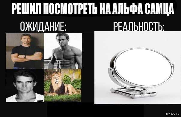 Альфа-самцы: кто такие и почему их существование среди людей — миф  / skillbox media
