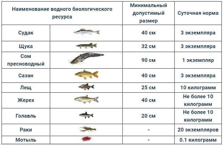 Поймав осетра, что мне грозит, если меня поймают рыбнадзором?