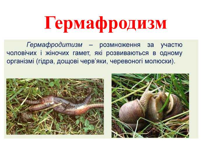 Ложный и истинный гермафродитизм у людей