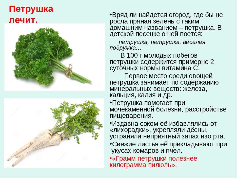 Является ли наркотиком петрушка и почему она попала в перечень запрещенных растений?