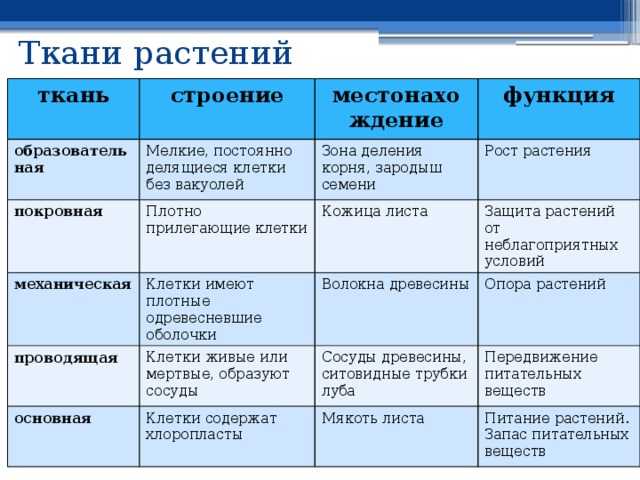 Что такое ксилема и флоэма? | садоводство