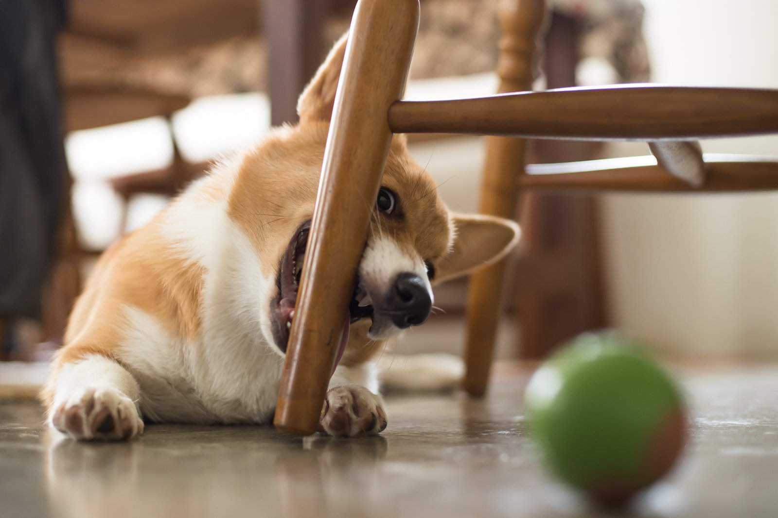 Собака лает на гостей - wikipet