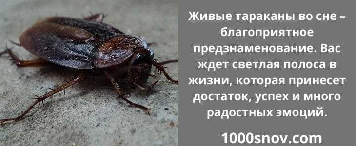 Таинственные и упорно пережившие века, тараканы вызывают страх из-за своей связи с грязью, быстротой и неожиданными появлениями Разгадай загадку этого страха и пойми, как преодолеть его