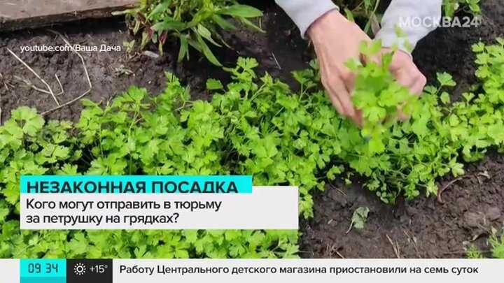 Почему запретили петрушку. петрушка кудрявая запрещена в россии