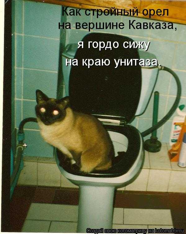 Причины, по которым мужчинам нельзя сидеть долго на унитазе