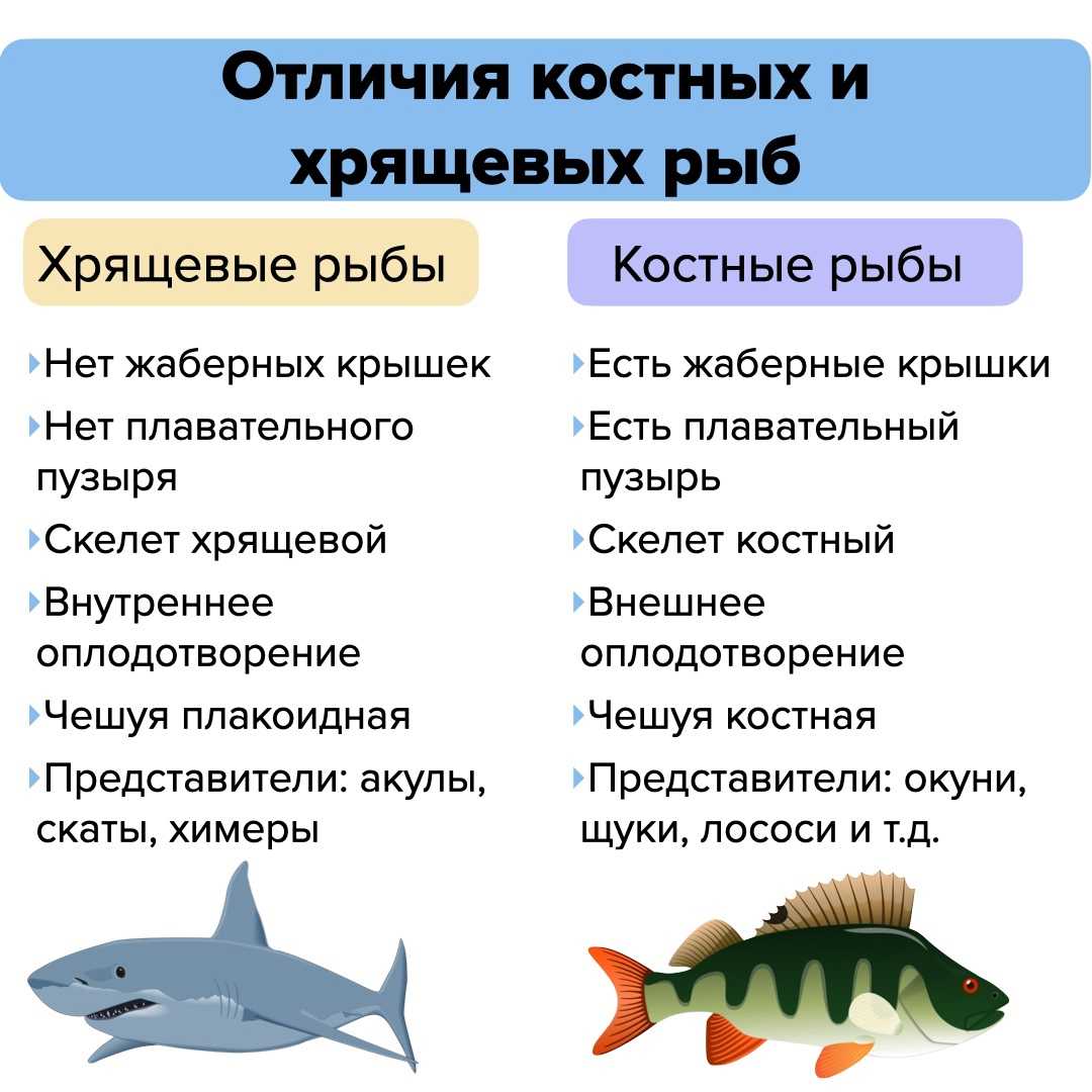 Почему запрещено ловить осетра: экологические последствия и защита данным видом рыбы