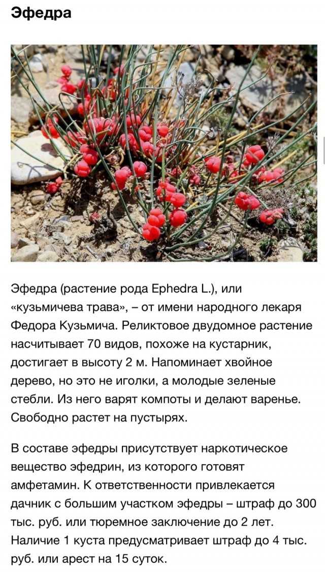 Список запрещённых для выращивания растений расширен - парламентская газета