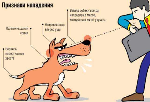 Почему собаки лают друг на друга: подробный ответ на вопрос