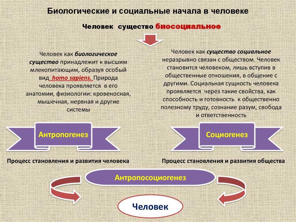 Отличие человека от животного подробно с примерами. чем отличается человек от животного