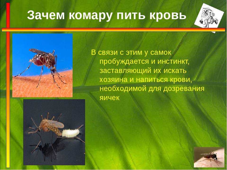Почему комары кусают одних, а других нет